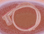 tubo de escape de competici�n CR4-(TB05EMA)